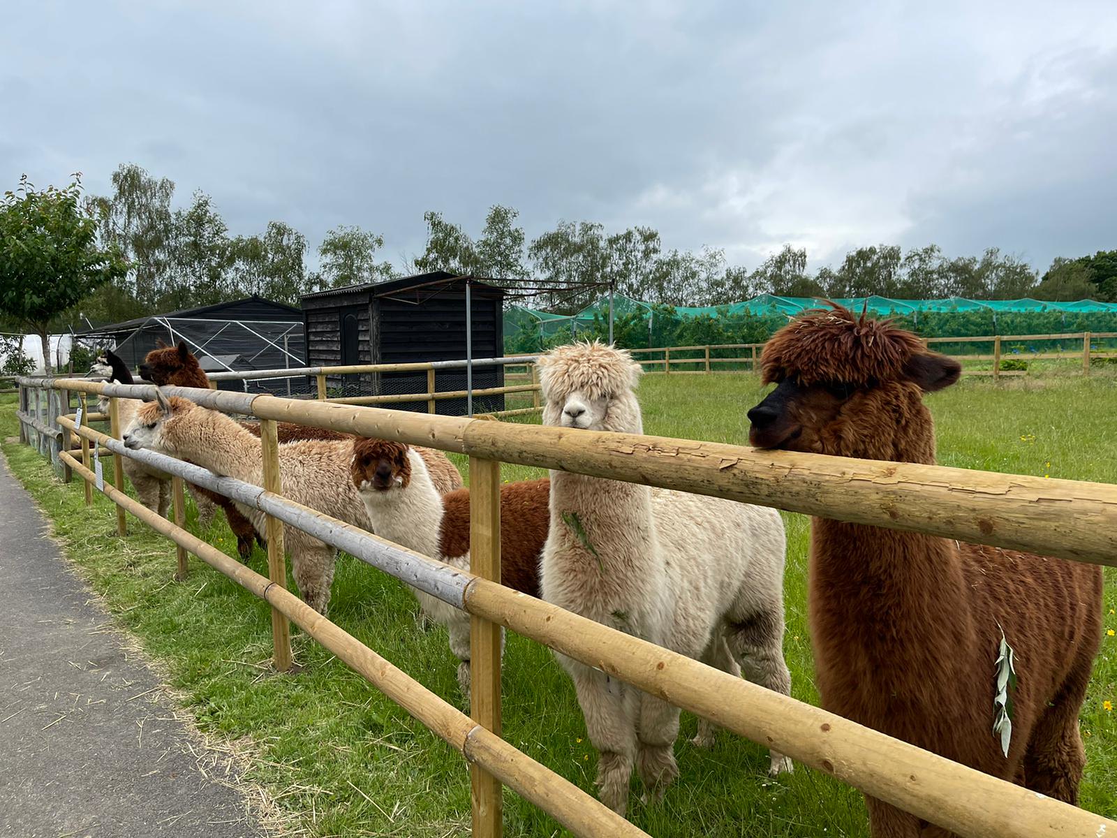 all things alpaca